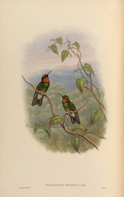 Heliangelus micrastur = Heliangelus micraster by John Gould